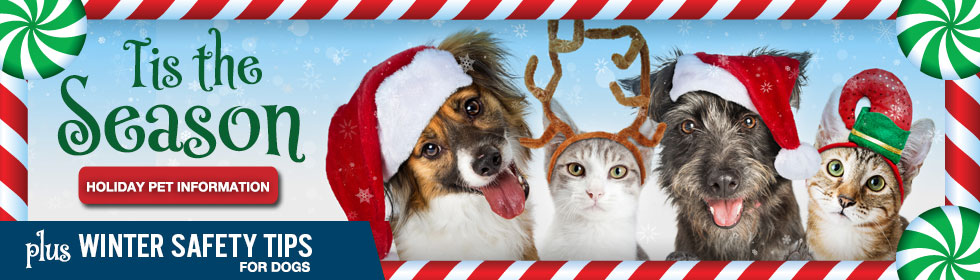Kane County Holiday Safety Tips for Animals
